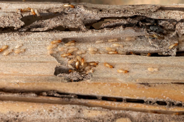 Best Emergency Pest Control  in Rancho Tehama Reserve, CA